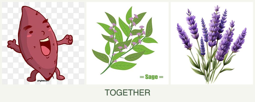 Can you plant sweet potatoes, sage and lavender together?