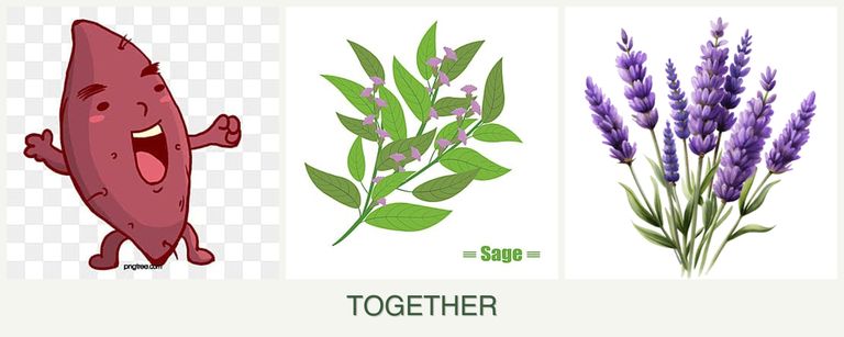 Can you plant sweet potatoes, sage and lavender together?