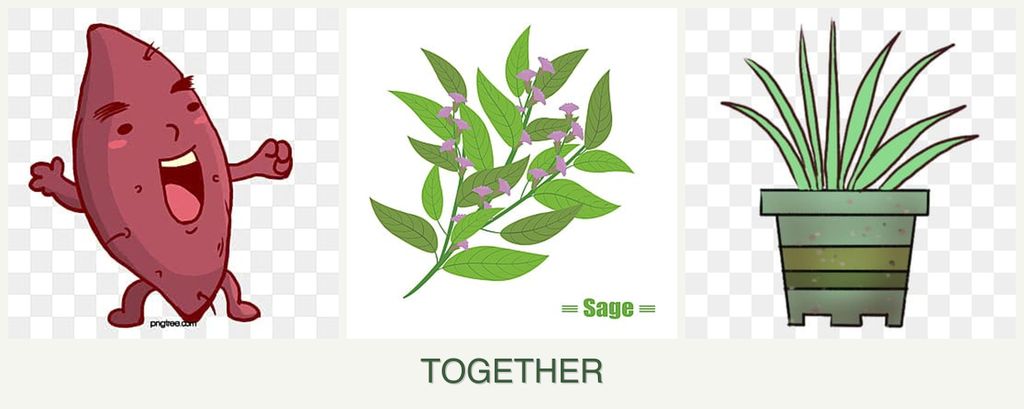 Can you plant sweet potatoes, sage and lemongrass together?