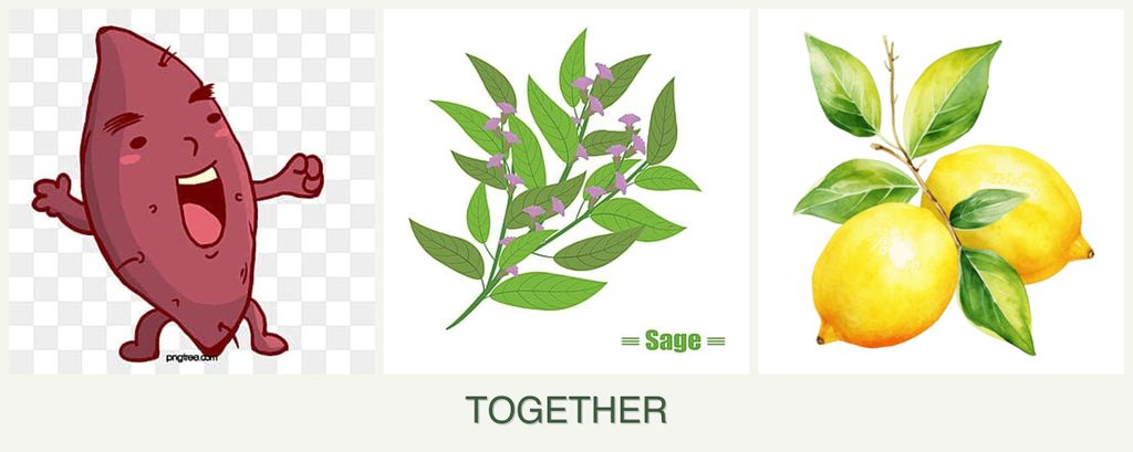 Can you plant sweet potatoes, sage and lemons together?