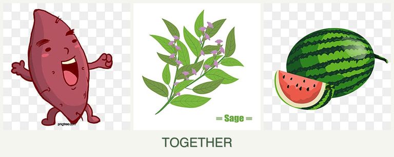 Can you plant sweet potatoes, sage and melons together?