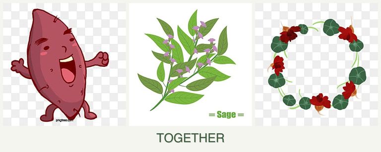 Can you plant sweet potatoes, sage and nasturtiums together?