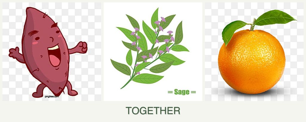 Can you plant sweet potatoes, sage and oranges together?