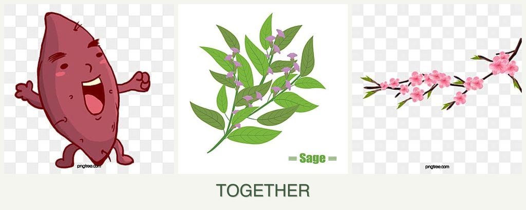 Can you plant sweet potatoes, sage and peaches together?