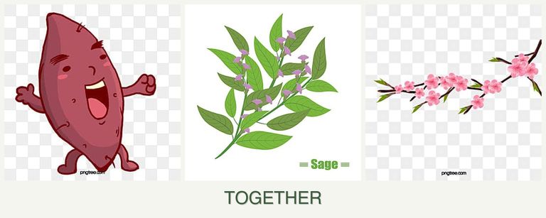 Can you plant sweet potatoes, sage and peaches together?