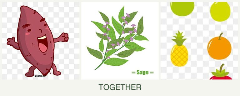 Can you plant sweet potatoes, sage and pears together?