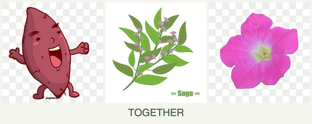 Can you plant sweet potatoes, sage and petunias together?