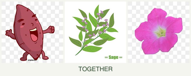 Can you plant sweet potatoes, sage and petunias together?