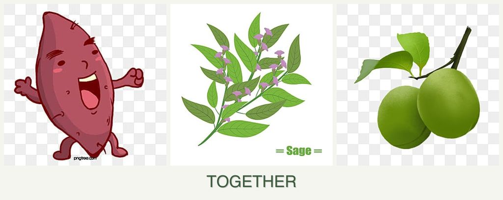 Can you plant sweet potatoes, sage and plums together?