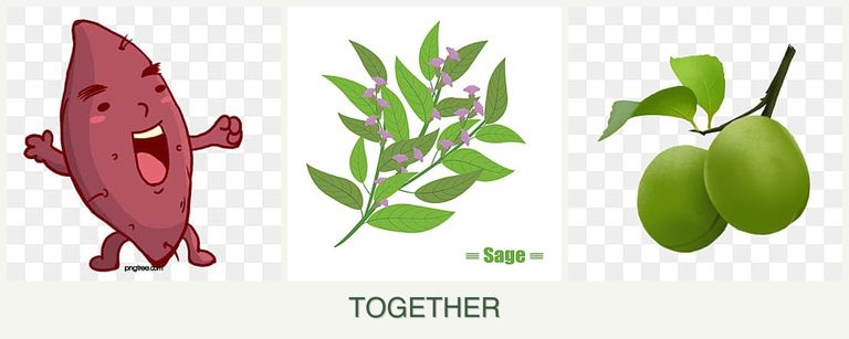 Can you plant sweet potatoes, sage and plums together?