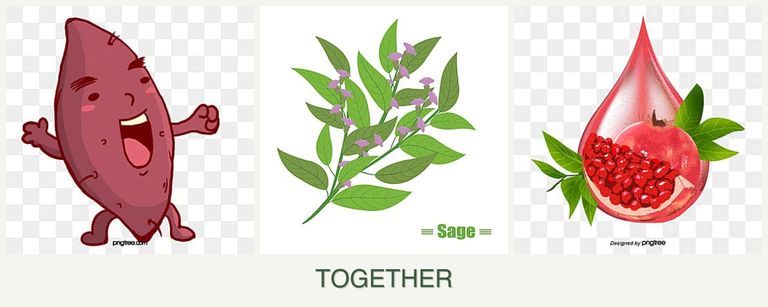 Can you plant sweet potatoes, sage and pomegranates together?