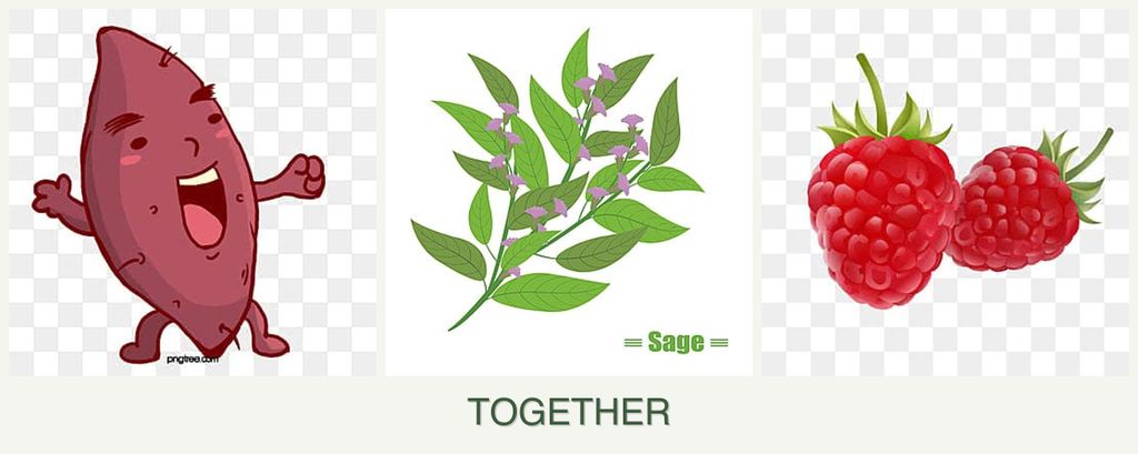 Can you plant sweet potatoes, sage and raspberries together?