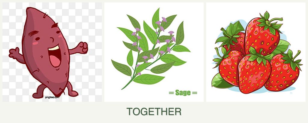 Can you plant sweet potatoes, sage and strawberries together?