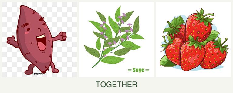 Can you plant sweet potatoes, sage and strawberries together?