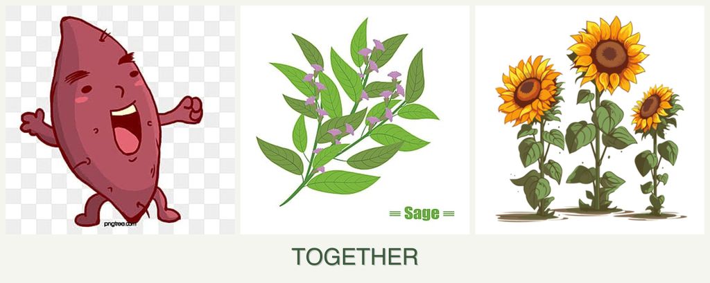 Can you plant sweet potatoes, sage and sunflowers together?