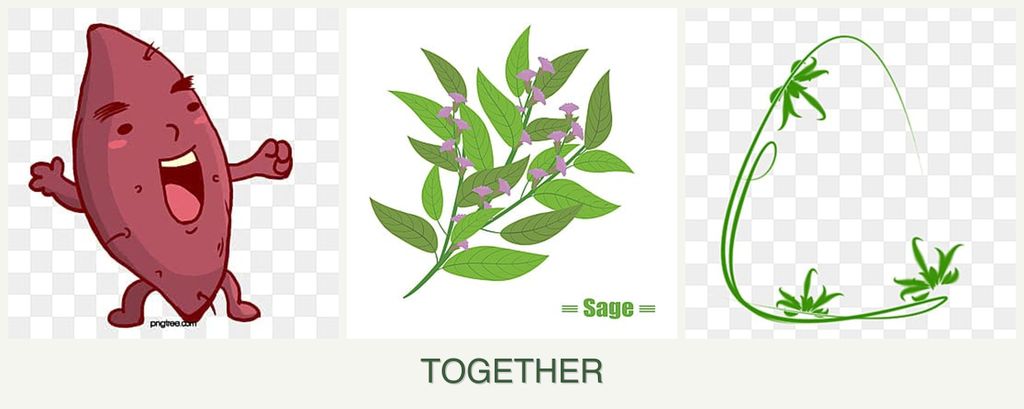Can you plant sweet potatoes, sage and tarragon together?