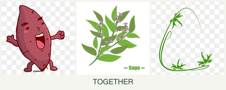 Can you plant sweet potatoes, sage and tarragon together?