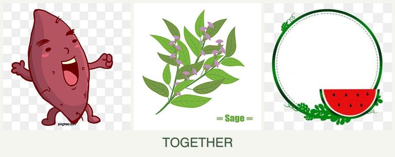 Can you plant sweet potatoes, sage and watermelons together?