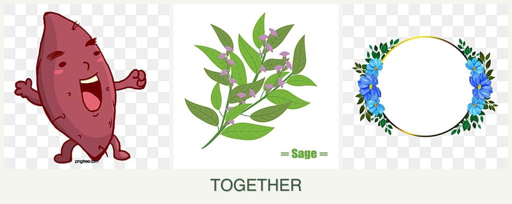 Can you plant sweet potatoes, sage and zinnias together?