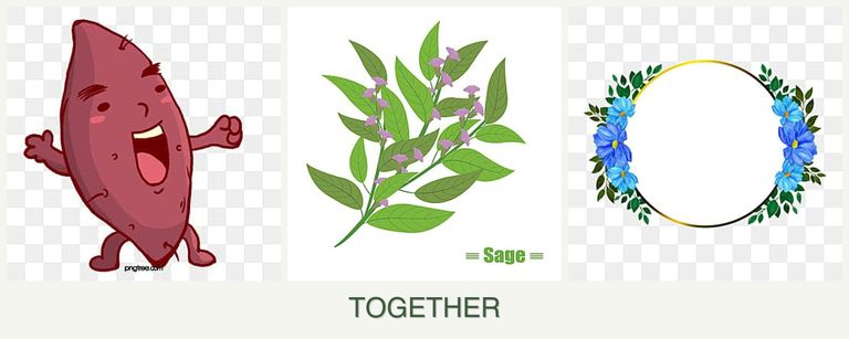 Can you plant sweet potatoes, sage and zinnias together?