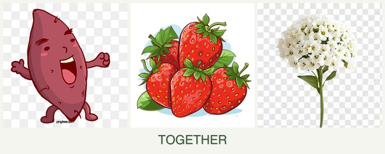 Can you plant sweet potatoes, strawberries and alyssum together?