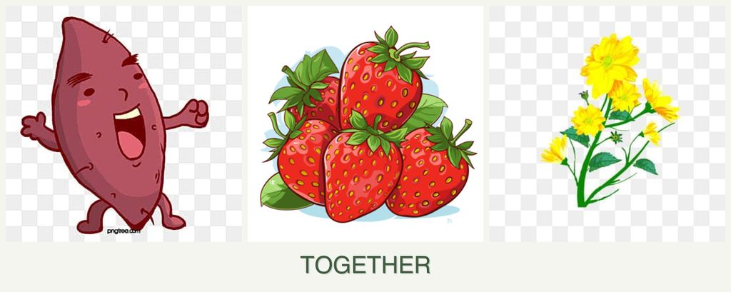 Can you plant sweet potatoes, strawberries and calendula together?