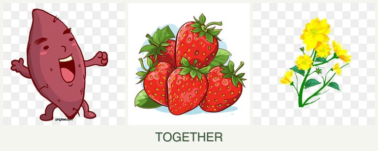 Can you plant sweet potatoes, strawberries and calendula together?