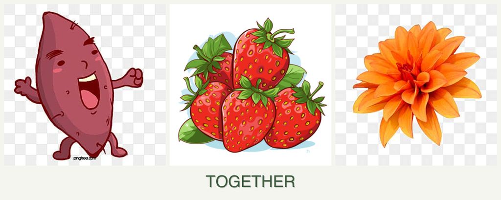 Can you plant sweet potatoes, strawberries and dahlias together?