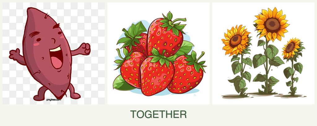Can you plant sweet potatoes, strawberries and sunflowers together?