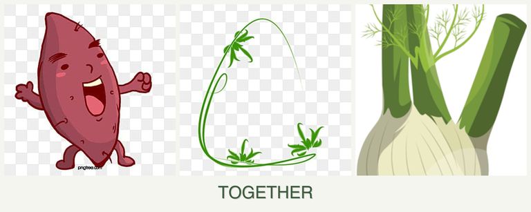 Can you plant sweet potatoes, tarragon and fennel together?