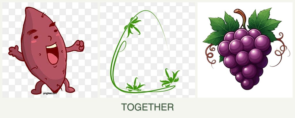 Can you plant sweet potatoes, tarragon and grapes together?