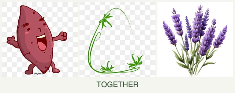 Can you plant sweet potatoes, tarragon and lavender together?