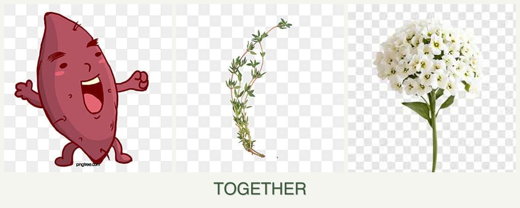Can you plant sweet potatoes, thyme and alyssum together?