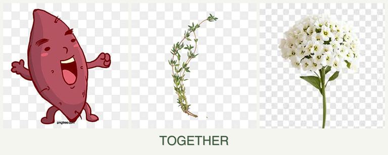 Can you plant sweet potatoes, thyme and alyssum together?