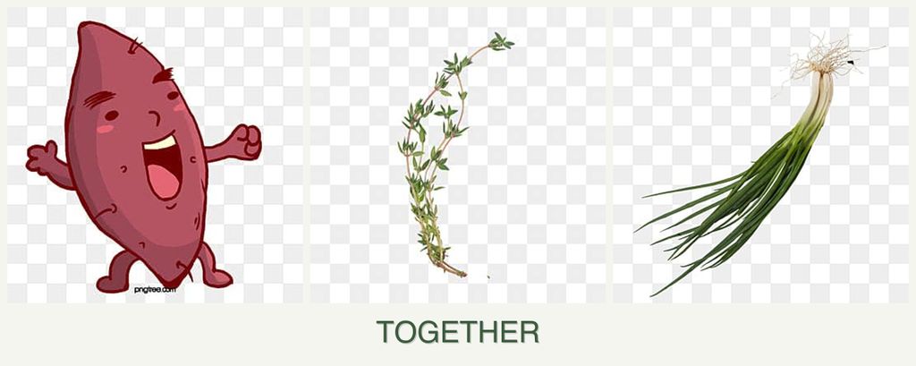 Can you plant sweet potatoes, thyme and chives together?