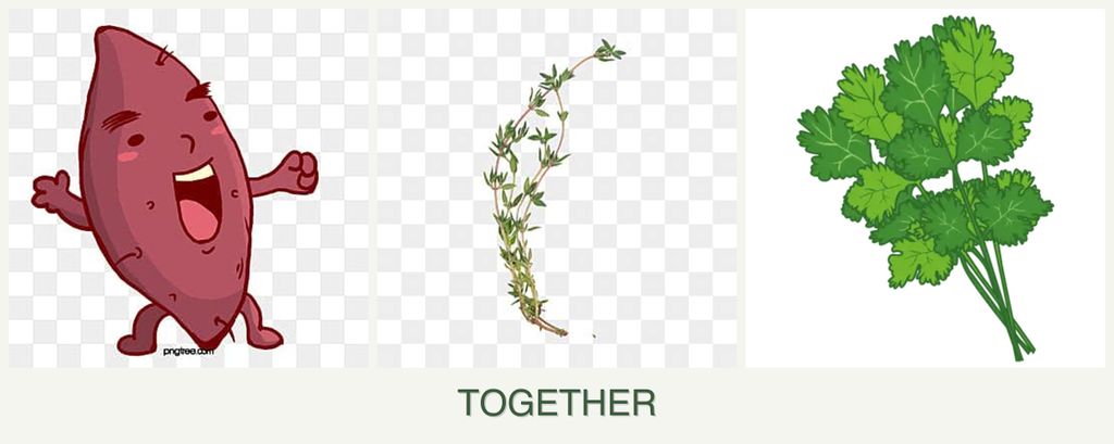 Can you plant sweet potatoes, thyme and cilantro together?