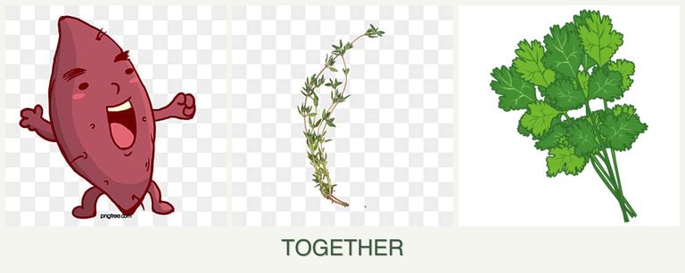 Can you plant sweet potatoes, thyme and cilantro together?