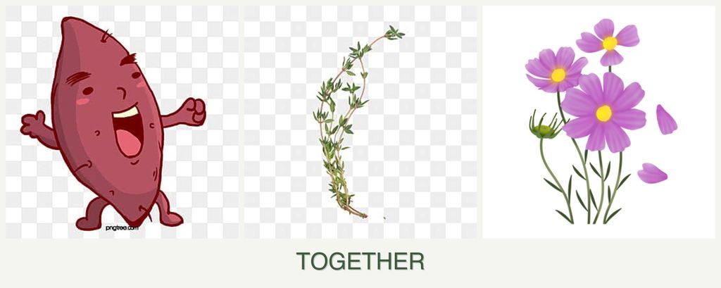 Can you plant sweet potatoes, thyme and cosmos together?
