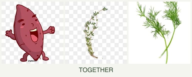 Can you plant sweet potatoes, thyme and dill together?