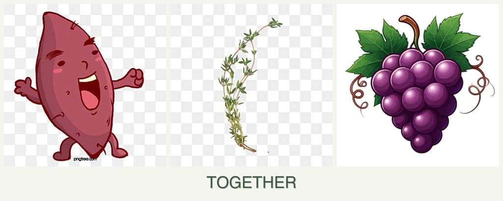 Can you plant sweet potatoes, thyme and grapes together?