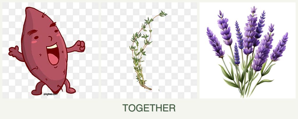 Can you plant sweet potatoes, thyme and lavender together?