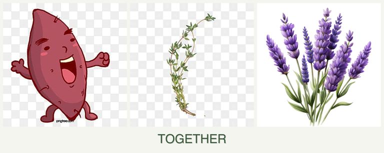 Can you plant sweet potatoes, thyme and lavender together?
