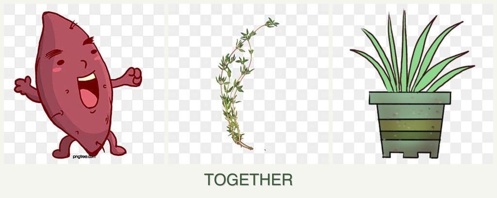 Can you plant sweet potatoes, thyme and lemongrass together?