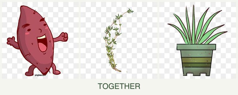 Can you plant sweet potatoes, thyme and lemongrass together?