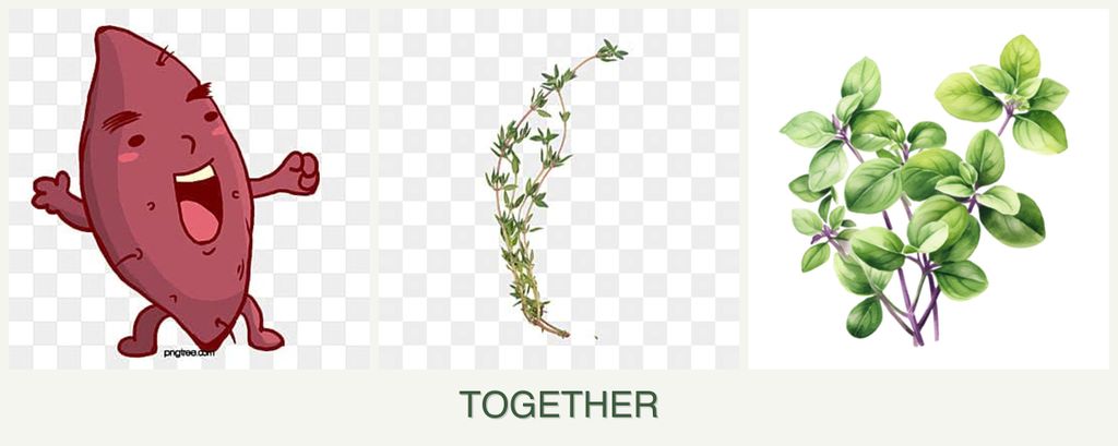 Can you plant sweet potatoes, thyme and oregano together?