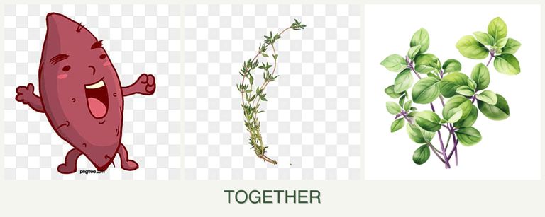 Can you plant sweet potatoes, thyme and oregano together?