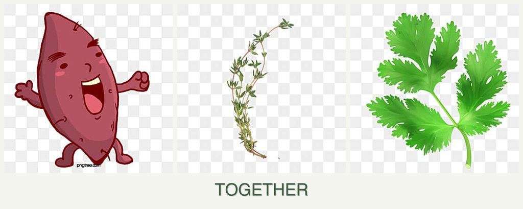 Can you plant sweet potatoes, thyme and parsley together?