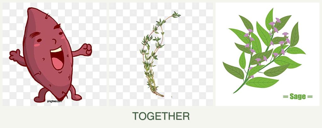Can you plant sweet potatoes, thyme and sage together?