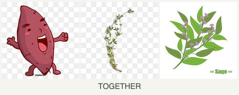 Can you plant sweet potatoes, thyme and sage together?