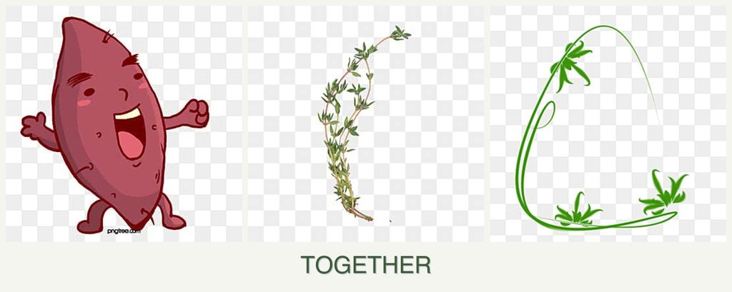 Can you plant sweet potatoes, thyme and tarragon together?